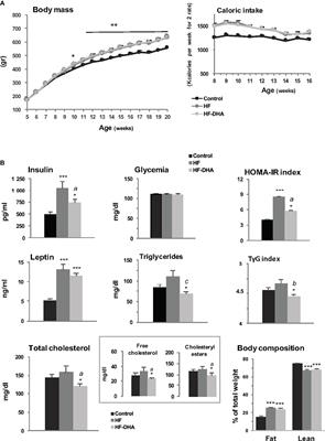 Disruption of Pituitary Gonadotrope Activity in Male Rats After Short- or Long-Term High-Fat Diets Is Not Associated With Pituitary Inflammation